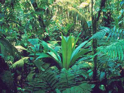 Diversité et résilience de la forêt équatoriale